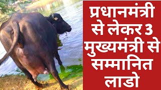 Best Murrah Buffalo Laddo from Beniwal Dairy farm at Dehradun Dairy expo 2018 [upl. by Ettolrahc]