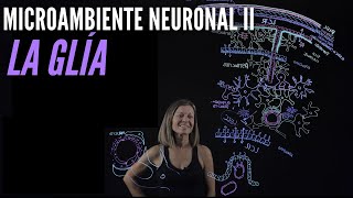 Microambiente neuronal II Células y funciones de la glía [upl. by Letsirc351]