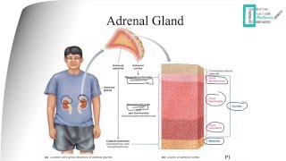 Adrenal Physiology [upl. by Aisilef596]