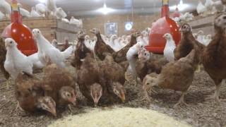 American Farmer TV featuring Townline Poultry Farm Inc [upl. by Lairea]