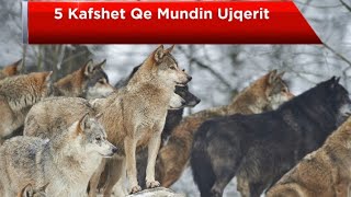 5 Kafshet Qe e Mundin Tufen e Ujqerve  Fakte Kuriozitete Dokumentar [upl. by Reamy96]