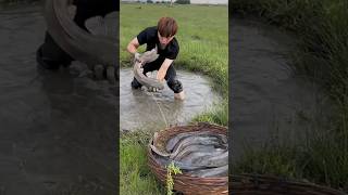 Fish Farming in Rice Fields 😯 [upl. by Paige]