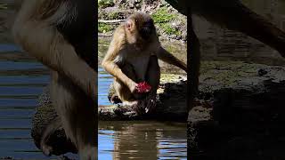 Pig tailed macaque chew monkey pigtailed lake water cute lonely nature wildlife HA97484 [upl. by Cammy]