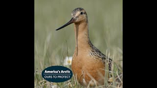 Bartailed Godwit Migration to Americas Arctic [upl. by Oruhtra723]