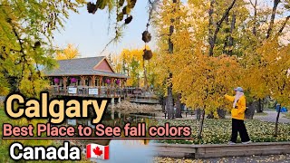 Fall in Calgary 2024  Best place to see fall colors in Calgary Alberta Canada Calgary Alberta [upl. by Banyaz]