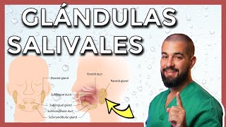 GLÁNDULAS SALIVALES mayores PARÓTIDA – SUBMANDIBULAR – SUBLINGUAL y sus conductos [upl. by Johnsten411]