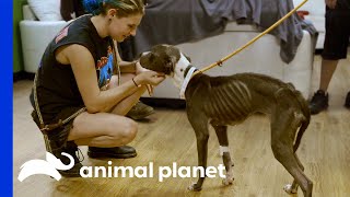 Most Emaciated Dog Tia Has Seen Makes Joyful Recovery  Pit Bulls amp Parolees [upl. by Afatsum]