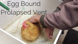 What we did to help our chicken that was egg bound with a prolapsed vent  Backyard Chickens [upl. by Beisel]