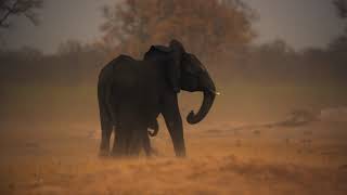 Disneynatures Elephant  Herd Needs To Drink  Clip 2020 Narrated by Meghan Markle [upl. by Vola309]