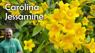 Carolina Jessamine  Gelsemium sempervirens [upl. by Corby20]