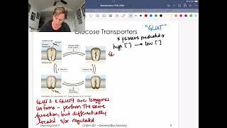 GLUT2 and GLUT4 Transporters [upl. by Poole634]