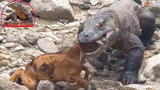 Amazing Komodo dragon hunting [upl. by Koziel400]