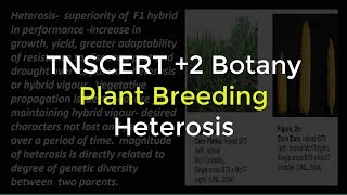 14Botany  Plant breeding  Heterosis [upl. by Valdas860]