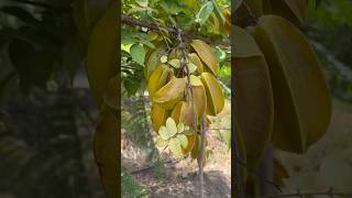 Buscando nuevos agronegocios la Carambola [upl. by Laurent647]