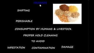 Measuring Rice Grain Moisture Content English [upl. by Ielerol]