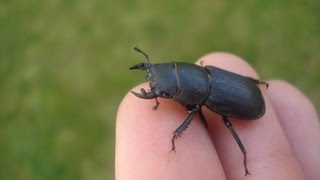 Dorcus parallelipipedus  Balkenschröter  Lesser Stag Beetle [upl. by Bendix]