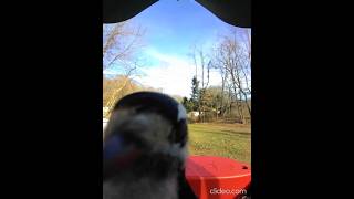 Downy Woodpecker Striking Edge Of Bird Buddy Camera [upl. by Lehcim]