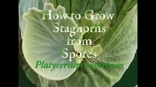 How to Grow Staghorn Ferns from Spores Platycerium superbum [upl. by Aisaim679]