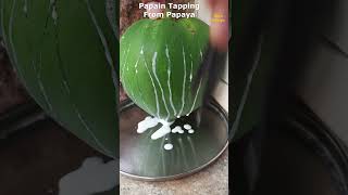 Papain Tapping From Papaya [upl. by Dnaleel]