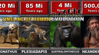 Timeline Of The Evolutionary History Of Life  Darwin evolution amp natural selection [upl. by Kowal555]