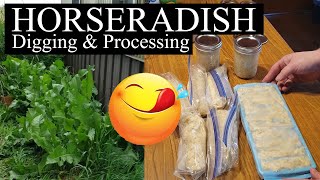 How to dig and process HORSERADISH  wear GOGGLES [upl. by Waterer520]