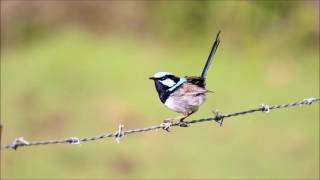 Superb Fairy Wren Blue Wren call song [upl. by Ling]