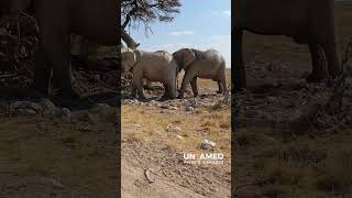 Elephants  Etosha National Park [upl. by Haelahk436]