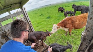 Cows and Calves head to Green Grass [upl. by Neirod409]