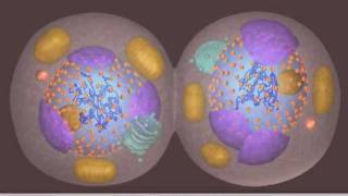 Mitosis [upl. by Munster80]