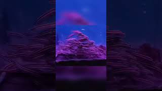 VGP MARINE KINGDOM music song fishaquarium shark [upl. by Skye]