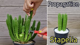 How To Grow Stapelia Gigantea From Cutting l Starfish Cactus Propagation Best amp Easy [upl. by Billi]