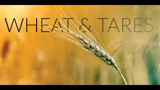 End Times Separation of Wheat and Tares [upl. by Taveda]