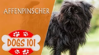 Dogs 101  Affenpinscher  Top Dog Facts About the Affenpinscher [upl. by Tterag]