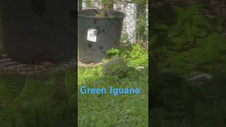 Iguanas The Ultimate Lawn Mower [upl. by Ahtel280]