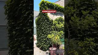 Erről ne maradj le ✨ Irány a Vácrátóti Arborétum 🪷 [upl. by Aitel476]