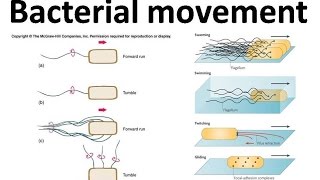 Bacterial movement using flagella [upl. by Yenohtna]