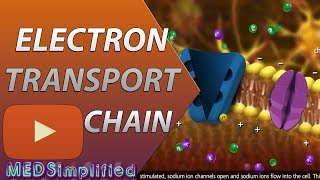 Electron Transport Chain ETC Made Easy [upl. by Kirschner]