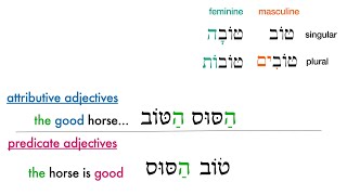 Hebrew adjectives understanding predicate and attributive adjectives [upl. by Aibat]