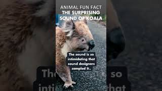 You Gonna Surprised How Koala Sound Like 🐨😅 [upl. by Azilem129]