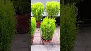 Beautiful non flowering plants ❤️😍viral new subscribe youtubeshorts beautiful green [upl. by Dawaj]