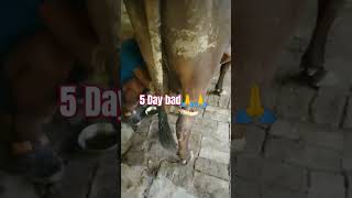 cowboy boots and shoes of yadav ji 🙏🙏 cow sorts viralvideo [upl. by Myrvyn]