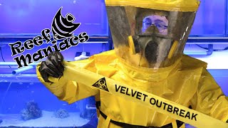 How to Disinfect a System Infected With Marine Velvet [upl. by Aneger]