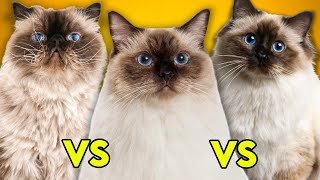 Ragdoll Cat Vs Birman Cat Vs Himalayan Cat Ultimate Guide To Identify Them [upl. by Ekim316]