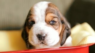 Basset Hound Puppies In A Tiny Wagon [upl. by Petulia691]