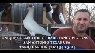 Exotic Pigeons in San Antonio Texas [upl. by Oruhtra]