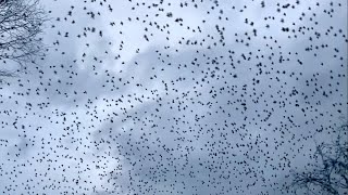 Starling Murmuration near Northwich Cheshire November 2023 Stunning and mind blowing [upl. by Avad]