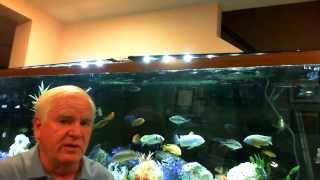 African cichlids and what you need to keep them healthy [upl. by Merrile946]