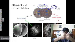 Developmental biology lecture  embryo development [upl. by Naget]