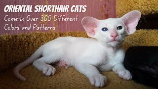 Oriental Shorthair Cat Breed 5 Things You Didnt Know [upl. by Inglebert]