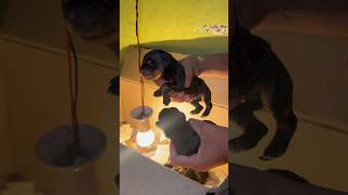 Rottweiler new Born puppies 🐶 rottweiler puppy newborn shorts [upl. by Yran]